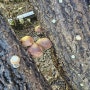 표고버섯키우기는 박사골에서 참나무 원목재배입니다