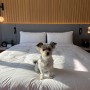 서울 반려동물 동반 호텔, 몬드리안 이태원에서 강아지랑 호캉스 즐기기