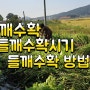 들깨 수확하는 시기 들깨 수확 하는꿀팁 들깨 효능