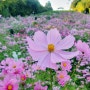 올림픽공원 들꽃마루 코스모스 꽃구경 가을 꽃놀이