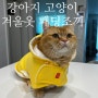 래핑찰리 강아지 고양이 겨울옷, 입기 편한 패딩조끼 추천!