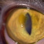 고양이 눈부음, 눈동자 속 검은점 증상으로 나타나는 각막괴사증 결막이식수술 치료 케이스