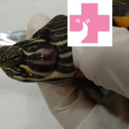 [세종시 동물병원] 고운동물병원 거북이 중이염