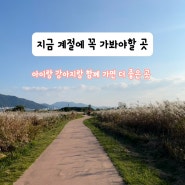 양산)지금계절에꼭가봐야할곳 ‘양산황산공원’ 부산근교나들이/아이랑함께/강아지랑함께가면더좋은곳/댑싸리/코스모스/핑크뮬리/억새/반려견쉼터