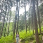 전주 단풍 명소 편백나무 숲