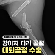 중대형견 강아지 다리 골절 수술, 24시 라인동물의료센터