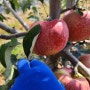 부사사과 재배과정 사과잎따기