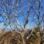 사스래 나무(태백산, 한라산)