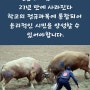 [단독] '동물학대 논란' 정읍 소싸움 대회…27년 만에 사라진다, 동물원 폐지도 촉구한다.