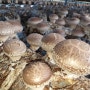 2023년도 버섯재배기술교육 4기 교육생을 모집합니다.