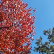 곤지암 "화담숲" 으로 가을나들이