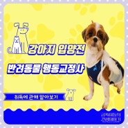 강아지 입양 전 반려동물 행동교정사 자격증 취득에 관해알아보기