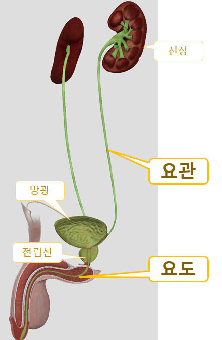 요관과 요도 : 네이버 블로그