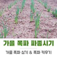 쪽파 키우기 파종시기 가을 쪽파 기르기 한 달째