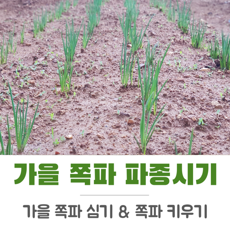쪽파 키우기 파종시기 가을 쪽파 기르기 한 달째 : 네이버 블로그