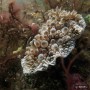 [오늘의 네이처링] 구름갑옷갯민숭달팽이(Carminodoris armata)