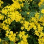 산국 = 가을에 항기 좋은 노란색 꽃이 피는 야생화(들꽃).