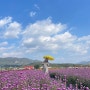 10월 꽃축제 강원 철원 고석정 꽃밭 가을꽃축제