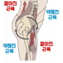 미아동필라테스 :: 허벅지 앞쪽이 튀어나왔어요 원인과 운동을 알아보자