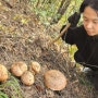 ‘멸종위기 송이버섯’… 온난화 겹쳐 더 맛보기 어렵다