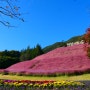 전북 정읍 가볼만한곳 : 정읍사 문화공원 핑크뮬리 아양사랑숲