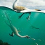 <아시아 공룡 이야기> - 육식공룡의 수중 적응 이야기