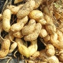 [여주땅콩 건강정보] 가을철 떨어진 면역력 올리는 방법은? 땅콩으로면연력올리자 여주 땅콩효능