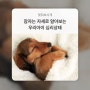 [브리딩/강아지상식] 강아지 수면자세로 심리상태 확인하기!