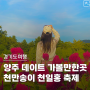 양주 데이트 가볼만한곳 천만송이 천일홍 축제