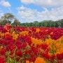 제주 맨드라미 꽃밭 서부농업기술센터 10월 가을 꽃구경 명소