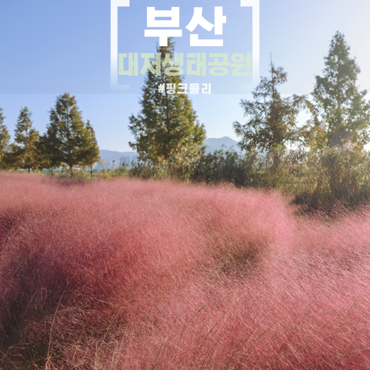 부산 강서구 가볼만한곳... 핑크뮬리 대나무숲 부산 걷기좋은곳