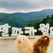 서울근교여행으로 홍천 알파카월드(뚜벅이)