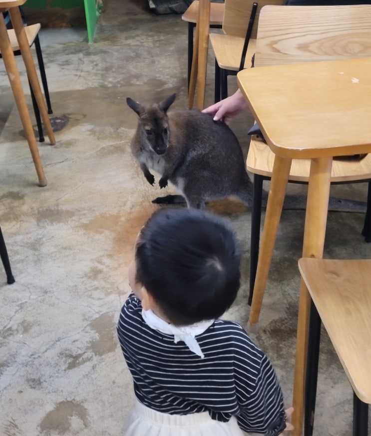 청주 수암골 [애니멀빌리지] 아이와 함께 동물 실제로 만지고...