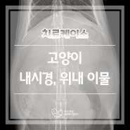 고양이 내시경, 위내 이물 - 대전 도안동 내시경 동물병원