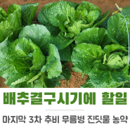 배추 결구 시기에 해야할일들 진딧물 농약 물주기