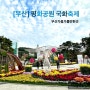 부산 평화공원 국화축제 국화전시회 주차 및 후기