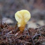 황금넓적콩나물버섯(넓적콩나물버섯) - Spathularia flavida