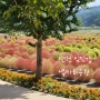 연천 댑싸리 공원, 가을 아이와 가볼 만한 곳 이쁜 꽃들의 향연