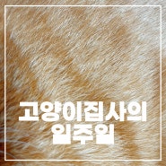 [고양이 집사의 일기] 10월 셋째 주