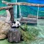 [대만여행] 아시아최대 타이페이 시립 동물원 판다 관람 후기