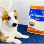 강아지 사료 추천 열처리 유산균 반습식 프로바이오밀 양
