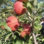 사과가 맛있는농원 사과체험하는농원 화성 옥이네농원입니다