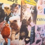 [부산 남포동 카페] 고양이다락방 부산남포점 - 남포동 고양이 카페 후기