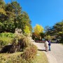 홍천 수타사 단풍 이번 주 절정, 공작산 생태숲 걷기 좋은 곳