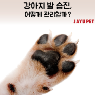 강아지 발습진, 어떻게 관리할까?