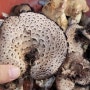 아직도 살아서 크고 있는 능이버섯(10월 22일)