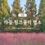 서울근교 핑크뮬리 명소 인천 드림파크 야생화단지 가을 산책하기 좋은곳