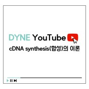 [다인실험실] cDNA synthesis(합성)의 이론, Rtase 및 primer 종류, 실험 꿀팁까지 알려드립니다!