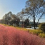 대전 핑크뮬리 명소 신탄진 금강로하스산호빛공원