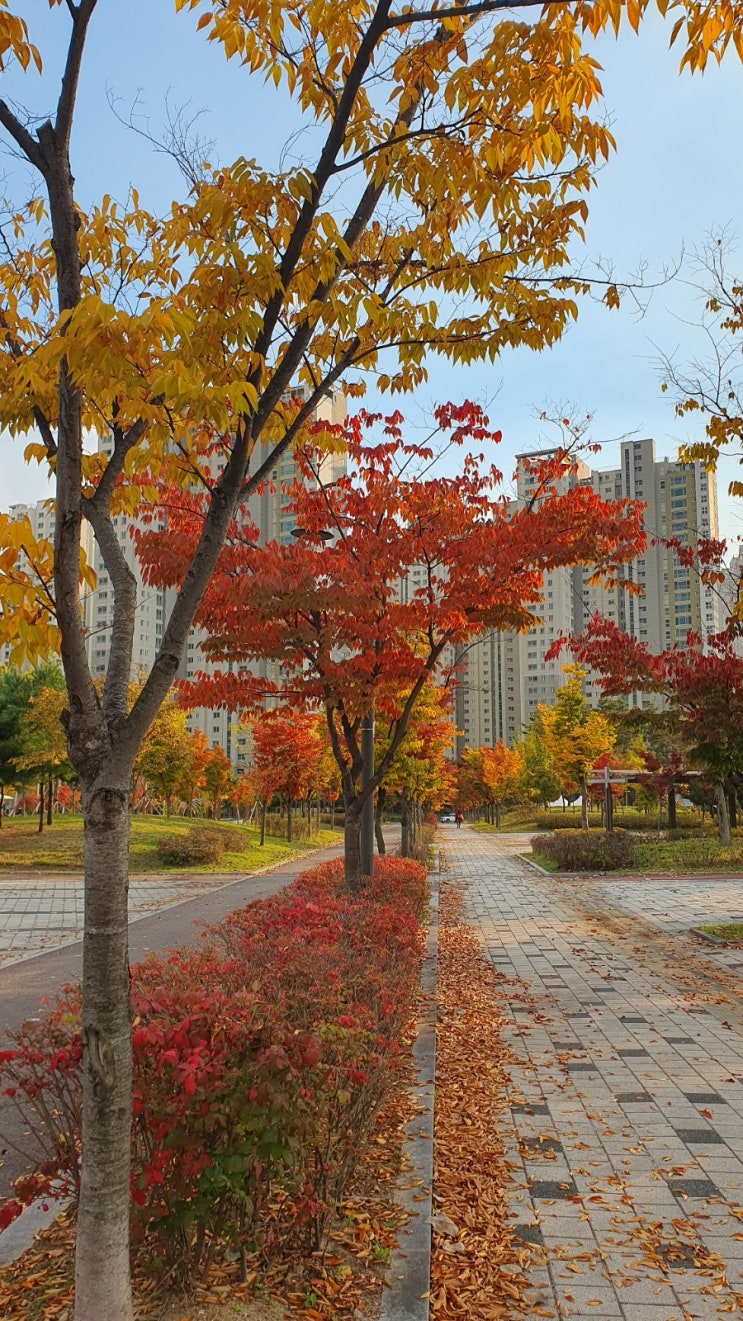 미사한강공원의 단풍/5호공원 맨발황토길 걷기 : 네이버 블로그